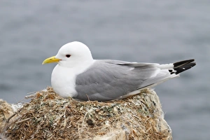 Black-legged Kittiwake (Rissa tridactyla) adult, sitting on nest, Farne Islands, Northumberland, England, June