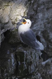 Black-legged Kittiwake (Rissa tridactyla) adult, calling, standing on chalk cliff ledge, Bempton Cliffs RSPB Reserve