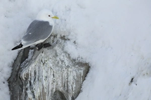 Black-legged Kittiwake (Rissa tridactyla) adult, at colony in snow, Hornoi island, Norway, March