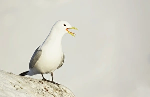 Black-legged Kittiwake (Rissa tridactyla) adult, breeding plumage, calling, standing at snow covered ridge on cliffs