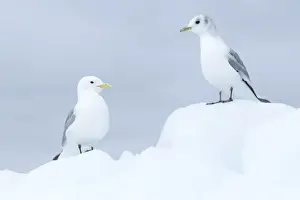 Seagull Prints: Black-legged Kittiwake (Rissa tridactyla) adult and immature