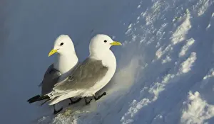 Black-legged Kittiwake (Rissa tridactyla) adult pair, breeding plumage, establishing early season nestsite on snow