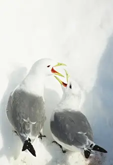 Black-legged Kittiwake (Rissa tridactyla) adult pair, breeding plumage, calling