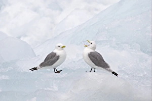 Seagull Prints: Black-legged Kittiwake (Rissa tridactyla) two adults