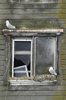 Black-legged Kittiwake (Rissa tridactyla) two adults, beginning new season nests on old harbour building
