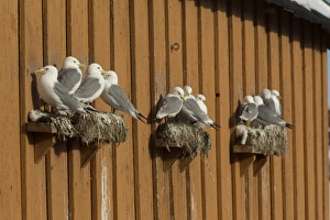 Black-legged Kittiwake (Rissa tridactyla) adults, flock nesting at ledges on building, Norway, March