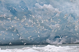 Seagull Prints: Black-legged Kittiwake (Rissa tridactyla) flock