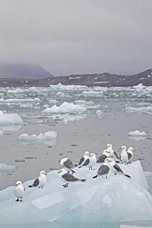 Black-legged Kittiwake (Rissa tridactyla) flock, standing on ice floe, Spitzbergen, Svalbard, july