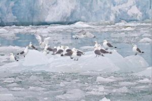 Black-legged Kittiwake (Rissa tridactyla) flock, standing on ice floe, Spitzbergen, Svalbard, july