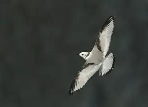 Black-legged Kittiwake (Rissa tridactyla) juvenile, in flight, Bempton Cliffs RSPB Reserve, East Yorkshire, England
