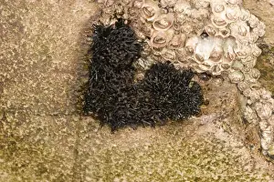 Lichen Prints: Black Lichen (Lichina pygmaea) growing on coastal rock beside barnacles