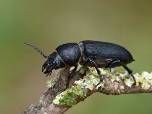 Longhorns Prints: Black Longhorn Beetle (Spondylis buprestoides) adult