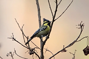 Himalayan Prints: Black-lored Tit (Parus xanthogenys) adult