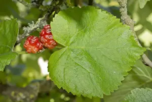 Ripe Prints: Black Mulberry (Morus nigra) close-up leaf and ripe fruit, September
