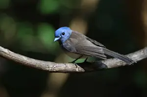 Monarchs Prints: Black-naped Monarch (Hypothymis azurea styani) adult female