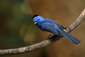Black-naped Monarch (Hypothymis azurea styani) adult male, with nuchal tuft raised, perched on vine stem, Kaeng Krachan N. P. Thailand, february
