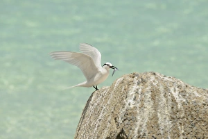 Terns Prints: Black-naped Tern (Sterna sumatrana) adult