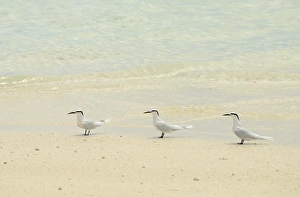 Terns Prints: Black-naped Tern (Sterna sumatrana) three adults