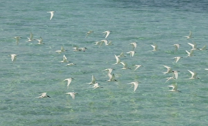 Terns Prints: Black-naped Tern (Sterna sumatrana) flock