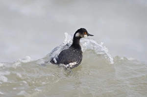 Winters Prints: Black-necked Grebe (Podiceps nigricollis) adult