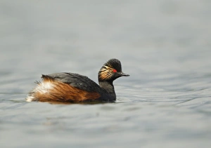 Black-necked Grebe (Podiceps nigricollis) adult, breeding plumage, swimming, Netherlands, May