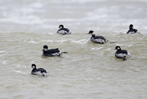 Winters Prints: Black-necked Grebe (Podiceps nigricollis) six adults