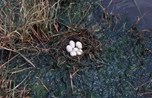 Grebes Prints: Black-necked Grebe (Podiceps nigricollis) Nest and six eggs