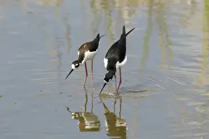 Displays Prints: Black-necked Stilt (Himantopus mexicanus) adult pair
