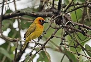 Abrafo Prints: Black-necked Weaver (Ploceus nigricollis brachypterus) adult male