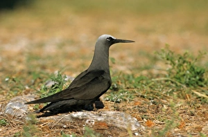 Terns Prints: Black Noddy (Anous minutus) adult, standing on ground, Queensland, Australia