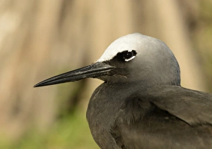 Bill Prints: Black Noddy (Anous minutus) adult, close-up of head, Queensland, Australia, November