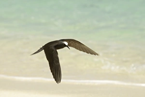 Terns Prints: Black Noddy (Anous minutus) adult, in flight over beach, Queensland, Australia, November