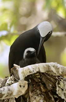 Terns Prints: Black Noddy (Anous minutus) adult with chick