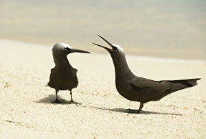 Terns Prints: Black Noddy (Anous minutus) adult pair