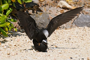 Terns Prints: Black Noddy (Anous minutus) adult pair, mating on beach, Queensland, Australia, November
