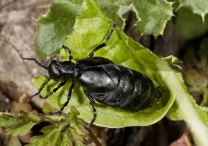 Downlands Prints: Black Oil Beetle (Meloe proscarabaeus) adult female