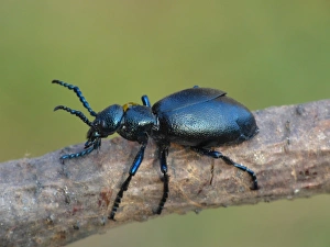 Black Oil Beetle (Meloe proscarabaeus) adult male, resting on twig, Cannobina Valley, Italian Alps, Piedmont, Italy