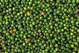 Vine Prints: Black Pepper (Piper nigrum) stripped green berries for drying, Trivandrum, Kerala, India