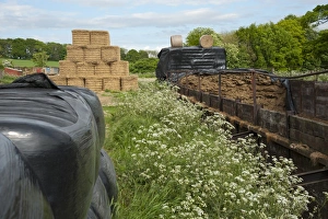 Wrapped Prints: Black plastic wrapped silage bales, silage clamp and straw bales, Yorkshire, England, may