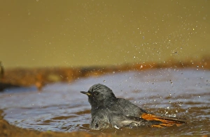 Bathing Prints: Black Redstart (Phoenicurus ochruros) adult male