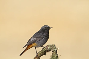 Black Redstart (Phoenicurus ochruros) adult male, perched on twig, Castilla y Leon, Spain, September