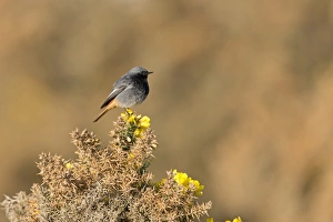Black Redstart (Phoenicurus ochruros) adult male, perched on flowering gorse, Suffolk, England, May