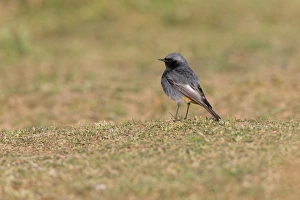 Black Redstart (Phoenicurus ochruros) adult male, standing on short grass, Suffolk, England, May