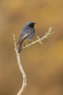 Black Redstart (Phoenicurus ochruros) adult male, singing, perched on gorse twig, Suffolk, England, May