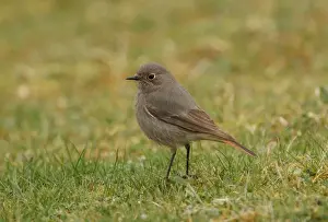 Black Redstart (Phoenicurus ochruros gibraltariensis) adult female, standing on short grass, Sea Palling, Norfolk, England, march