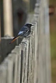 Black Redstart (Phoenicurus ochruros gibraltariensis) adult male, perched on fence, Eccles-on-sea, Norfolk, England, march