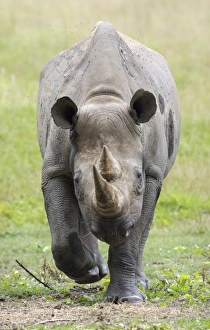 Rhinoceros Prints: Black Rhinoceros (Diceros bicornis) adult, walking towards camera (captive)