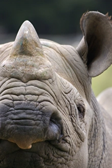 Black Rhinoceros (Diceros bicornis) adult, close-up of face (captive)