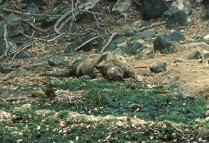 Rhinoceros Prints: Black Rhinoceros (Diceros bicornis) dead adult