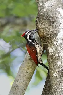 Black-rumped Flameback (Dinopium benghalense) adult female, foraging for ants on tree trunk, Polonnaruwa, Sri Lanka